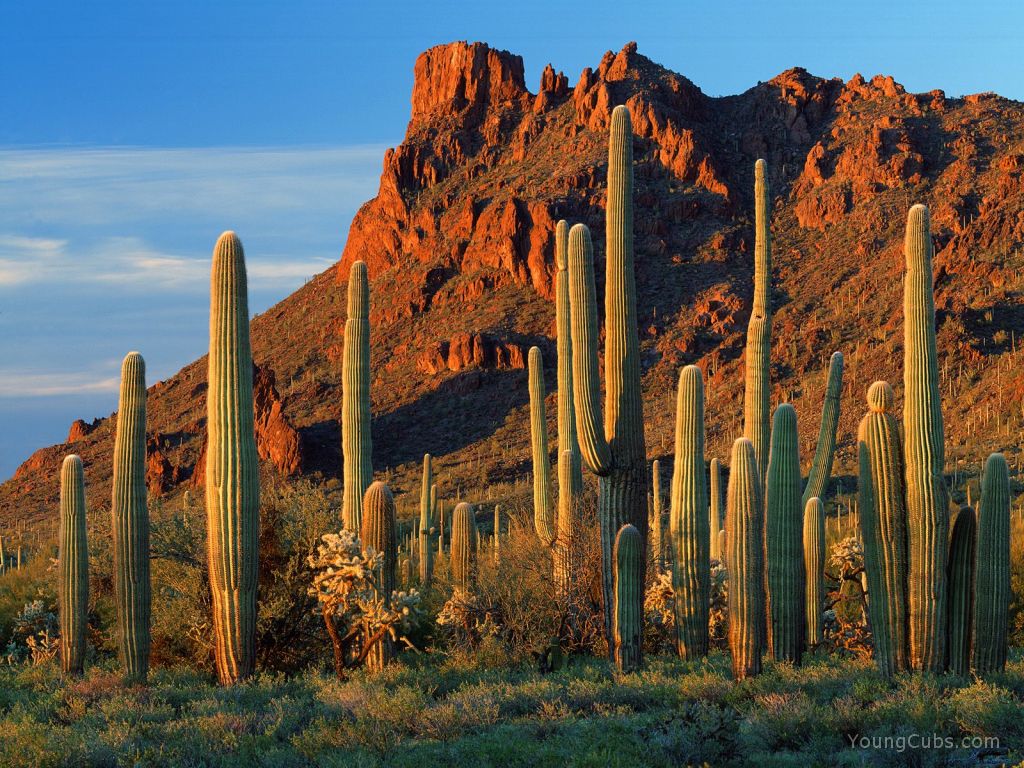 Exterijeri iz snova - Page 6 Alamo%20Canyon,%20Organ%20Pipe%20Cactus%20National%20Monument,%20Arizona