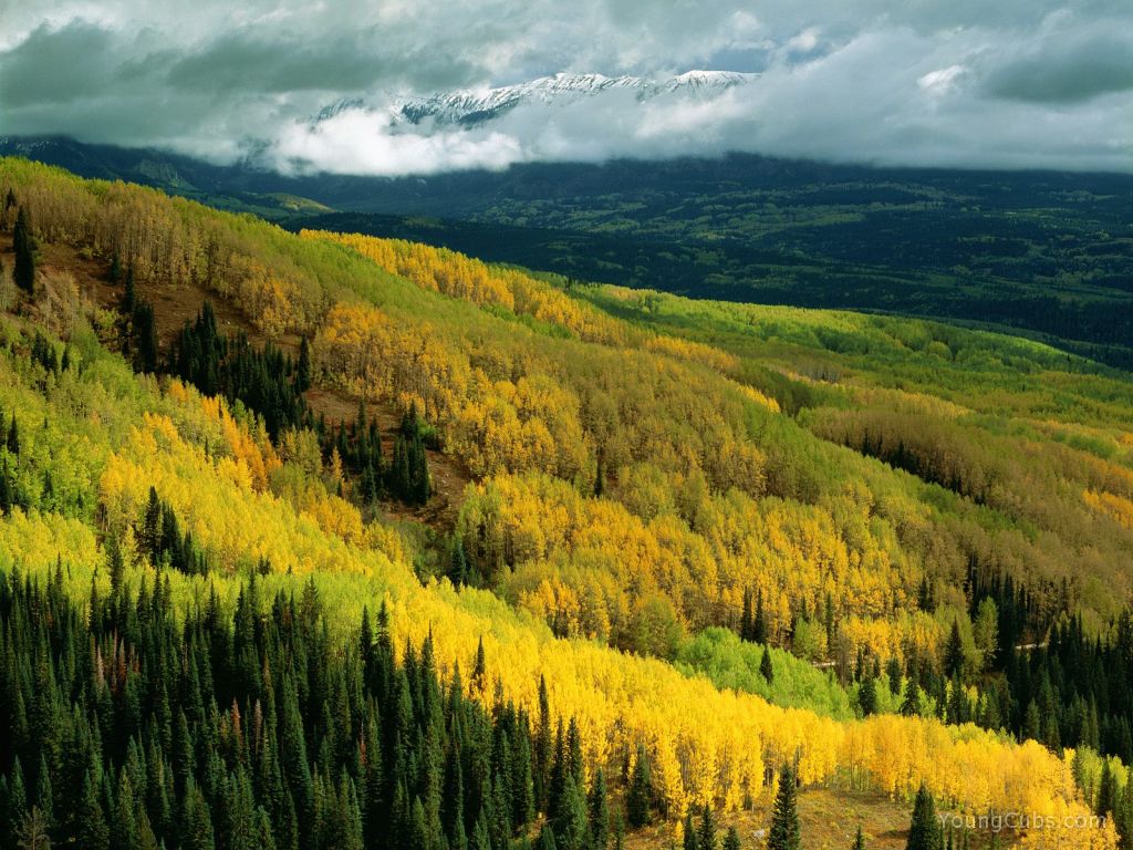 http://1001arabian.net/tourist/bigimages/Aspen%20Forest%20in%20Early%20Fall,%20Ohio%20Pass,%20Gunnison%20National%20Forest,%20Colorado.jpg